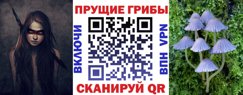 где найти   Аткарск  Псилоцибиновые грибы Cubensis 